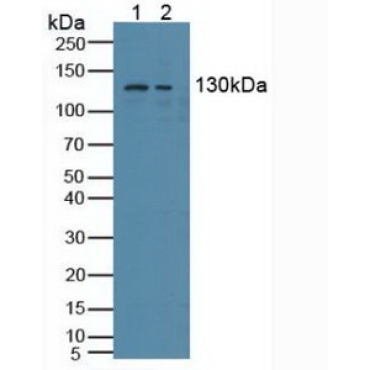 Nuclear Receptor Coactivator 3 (NCOA3) Human Polyclonal Antibody