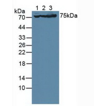 Glutamate Receptor, Ionotropic, AMPA 3 (GRIA3) Human Polyclonal Antibody