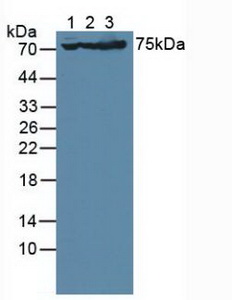 Glutamate Receptor, Ionotropic, AMPA 3 (GRIA3) Human Polyclonal Antibody