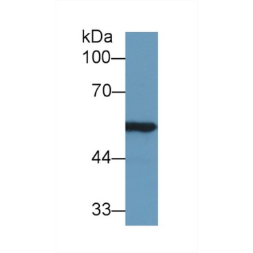 Aldehyde Dehydrogenase 7 Family, Member A1 (ALDH7A1) Mouse Polyclonal Antibody