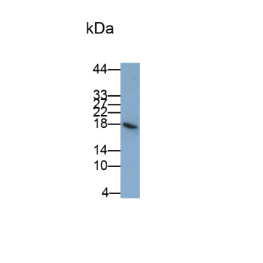 Interleukin 1 Epsilon (IL1e) Human Polyclonal Antibody