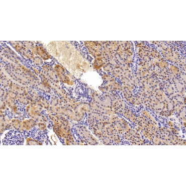 Inositol-1,4,5-Trisphosphate Receptor Type 2 (ITPR2) Human Polyclonal Antibody