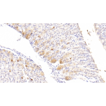 Diacylglycerol Kinase Zeta (DGKz) Mouse Polyclonal Antibody