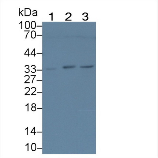 Deoxyribonuclease X (DNASEX) Human Polyclonal Antibody