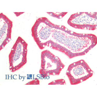 Catenin Beta Interacting Protein 1 (CTNNbIP1) Mouse Polyclonal Antibody