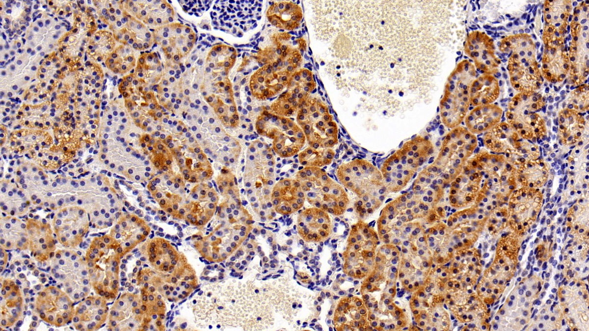 Histone Deacetylase 6 (HDAC6) Pig Polyclonal Antibody