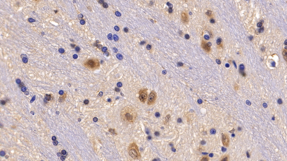 Histone Deacetylase 6 (HDAC6) Rat Polyclonal Antibody