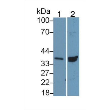 Histone Deacetylase 11 (HDAC11) Mouse Polyclonal Antibody