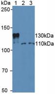 Sirtuin 1 (SIRT1) Mouse Polyclonal Antibody