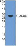 Sirtuin 1 (SIRT1) Rat Polyclonal Antibody