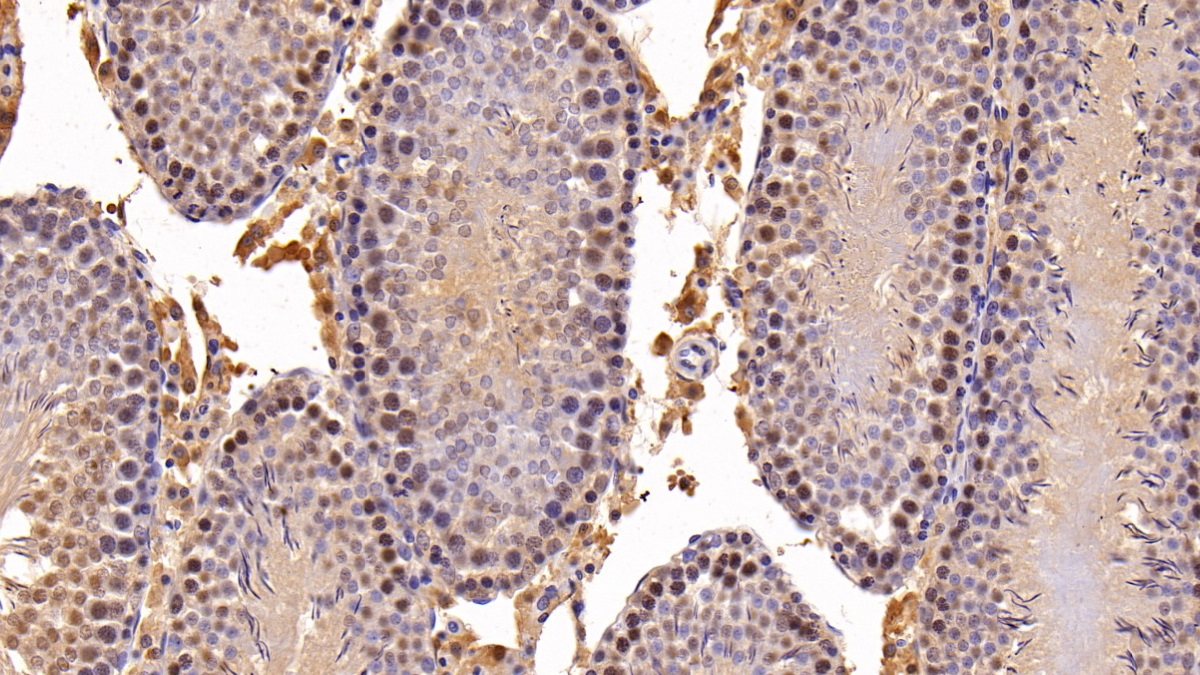 Sirtuin 1 (SIRT1) Rat Polyclonal Antibody