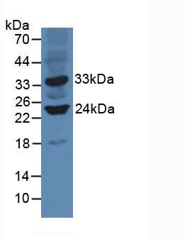Sirtuin 3 (SIRT3) Mouse Polyclonal Antibody
