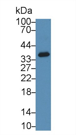 Sirtuin 4 (SIRT4) Rat Polyclonal Antibody