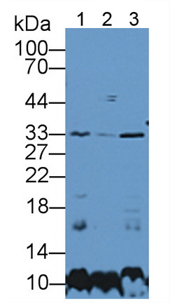 Sirtuin 5 (SIRT5) Rat Polyclonal Antibody