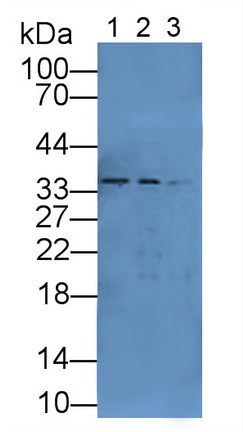 Sirtuin 6 (SIRT6) Rat Polyclonal Antibody