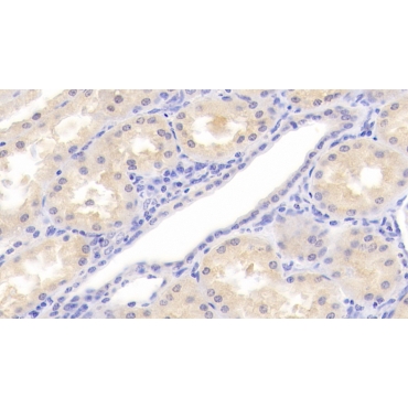 Sirtuin 7 (SIRT7) Human Polyclonal Antibody