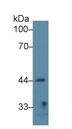 Sirtuin 7 (SIRT7) Rat Polyclonal Antibody