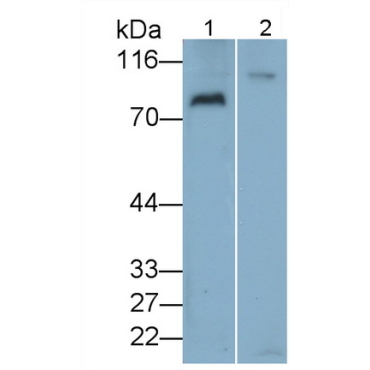 Vav 3 Oncogene (VAV3) Human Polyclonal Antibody