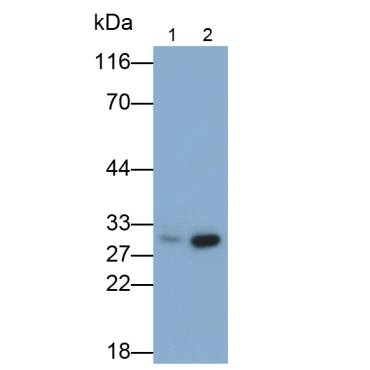 Eukaryotic Translation Initiation Factor 4H (EIF4H) Human Polyclonal Antibody
