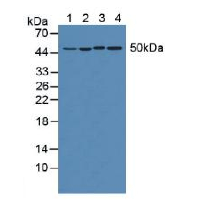 Eukaryotic Translation Elongation Factor 1 Alpha 1 (EEF1a1) Human Polyclonal Antibody