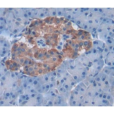 Eukaryotic Translation Elongation Factor 1 Beta 2 (EEF1b2) Human Polyclonal Antibody