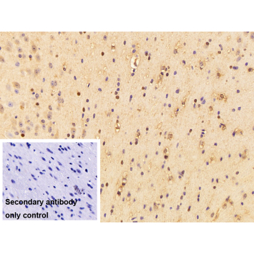 Eukaryotic Translation Elongation Factor 1 Epsilon 1 (EEF1e1) Human Polyclonal Antibody