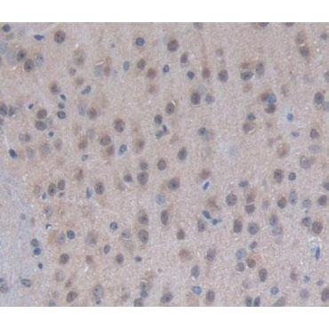 Eukaryotic Translation Elongation Factor 1 Epsilon 1 (EEF1e1) Mouse Polyclonal Antibody
