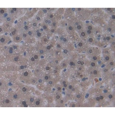 Eukaryotic Translation Elongation Factor 1 Delta (EEF1d) Mouse Polyclonal Antibody