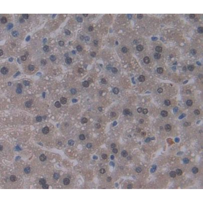 Eukaryotic Translation Elongation Factor 1 Delta (EEF1d) Mouse Polyclonal Antibody