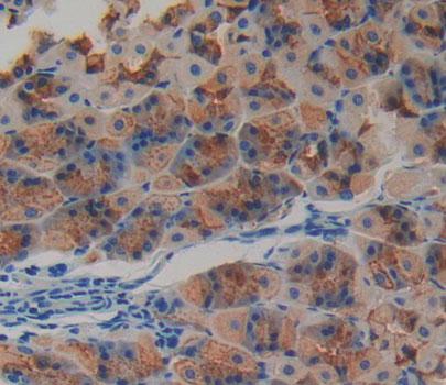 Mitochondrial Ribosomal Protein L2 (MRPL2) Mouse Polyclonal Antibody