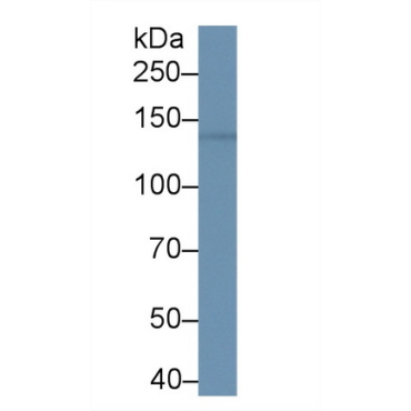 Bromodomain Containing Protein 1 (BRD1) Human Polyclonal Antibody