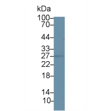 17-Beta-Hydroxysteroid Dehydrogenase Type 10 (HSD17b10) Mouse Polyclonal Antibody