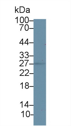 17-Beta-Hydroxysteroid Dehydrogenase Type 10 (HSD17b10) Mouse Polyclonal Antibody