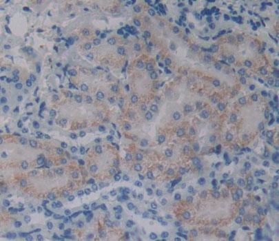 Bcl2 Associated Athanogene 4 (BAG4) Mouse Polyclonal Antibody
