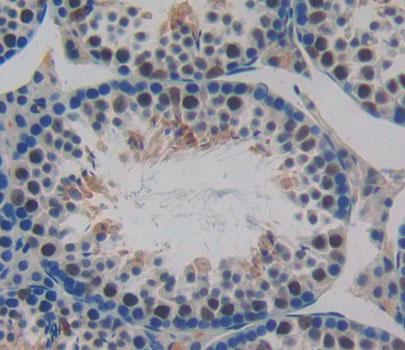 Bcl2 Associated Athanogene 1 (BAG1) Rat Polyclonal Antibody
