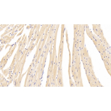 Calcium Channel, Voltage Dependent, L-Type, Alpha 1C Subunit (CACNa1C) Mouse Polyclonal Antibody