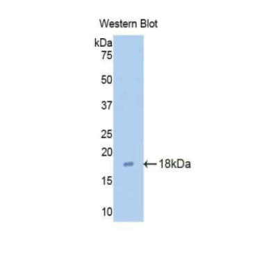 Claudin 3 (CLDN3) Mouse Polyclonal Antibody