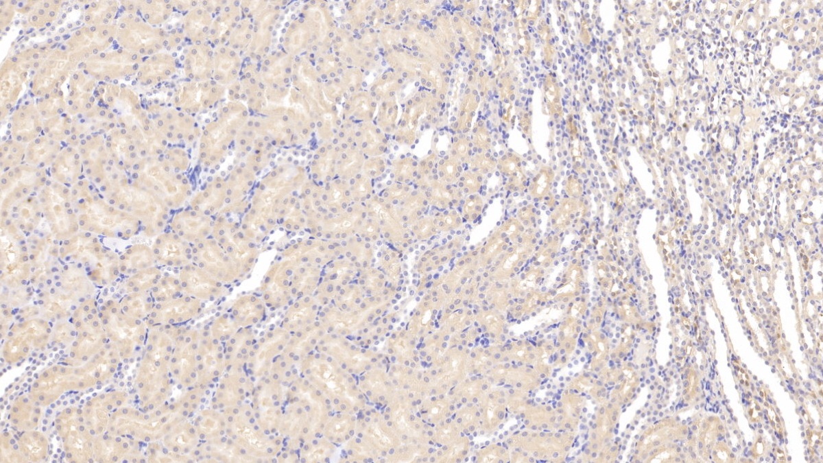 Chloride Intracellular Channel Protein 4 (CLIC4) Rat Polyclonal Antibody