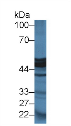 Carboxypeptidase A1, Pancreatic (CPA1) Rat Polyclonal Antibody