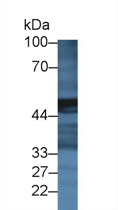Carboxypeptidase A2, Pancreatic (CPA2) Rat Polyclonal Antibody
