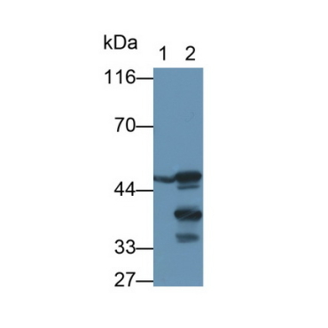 Carboxypeptidase B1, Tissue (CPB1) Mouse Polyclonal Antibody