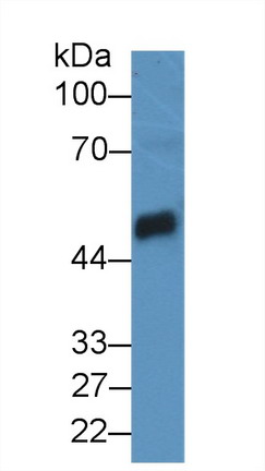 Carboxypeptidase B1, Tissue (CPB1) Rat Polyclonal Antibody