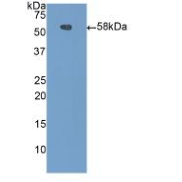Carboxypeptidase N1 (CPN1) Mouse Polyclonal Antibody