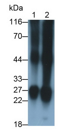 Crystallin Beta B2 (CRYbB2) Rat Polyclonal Antibody