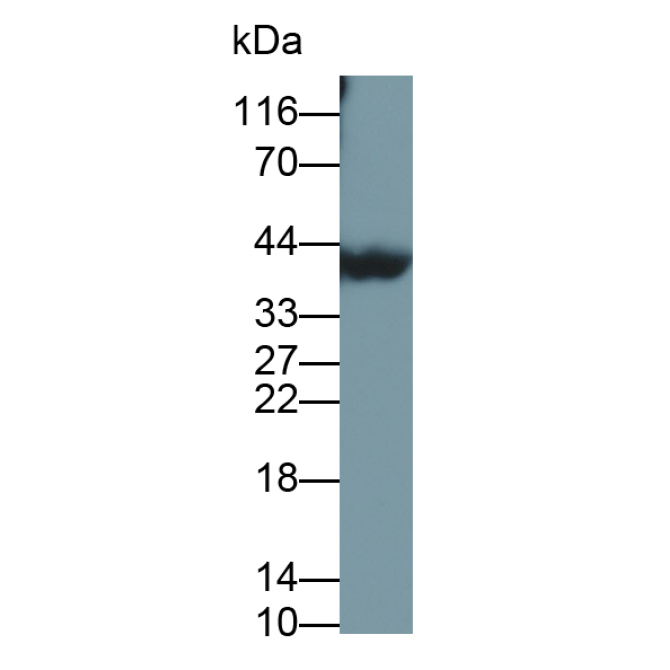 Crystallin Lambda 1 (CRYl1) Human Polyclonal Antibody