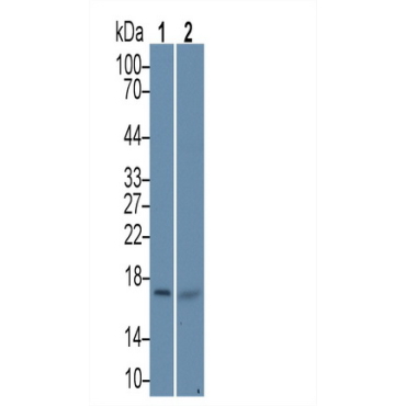 Heat Shock Protein Beta 9 (HSPb9) Human Polyclonal Antibody