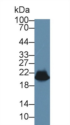 Heat Shock Protein Beta 6 (HSPb6) Rat Polyclonal Antibody