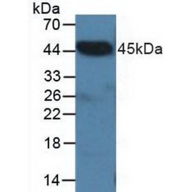 C-Terminal Binding Protein 2 (CTBP2) Human Polyclonal Antibody