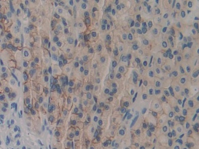 Docking Protein 7 (DOK7) Rat Polyclonal Antibody