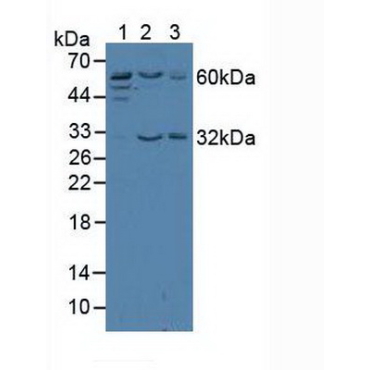 Telomeric Repeat Binding Factor 2 (TERF2) Human Polyclonal Antibody